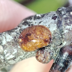Palaeolecanium bituberculatum